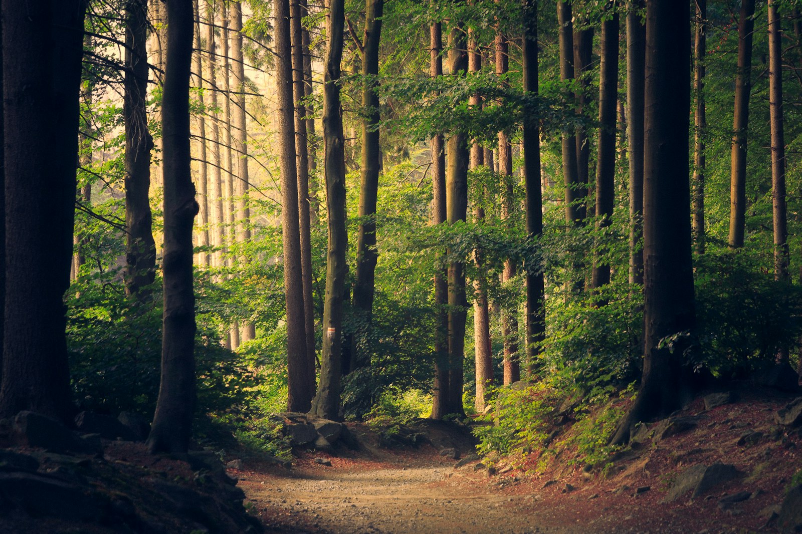 Ozarks woodland landscape in southwest Missouri